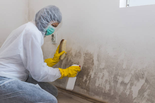 Best Post-Flood Mold Remediation in Independence, WI