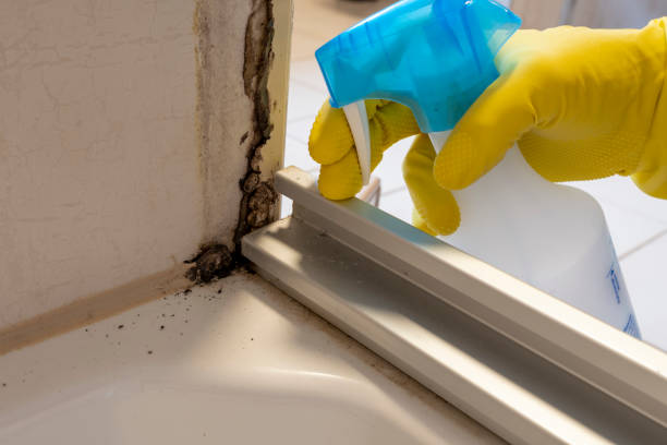 Best Mold Testing and Inspection Services in Independence, WI
