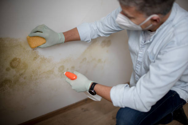 Best Insurance-Related Mold Remediation in Independence, WI