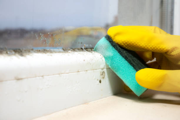 Best Black Mold Remediation in Independence, WI