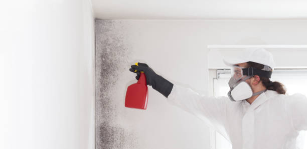 Best DIY Mold Remediation Support Services in Independence, WI