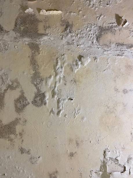 Best Emergency Mold Remediation in Independence, WI
